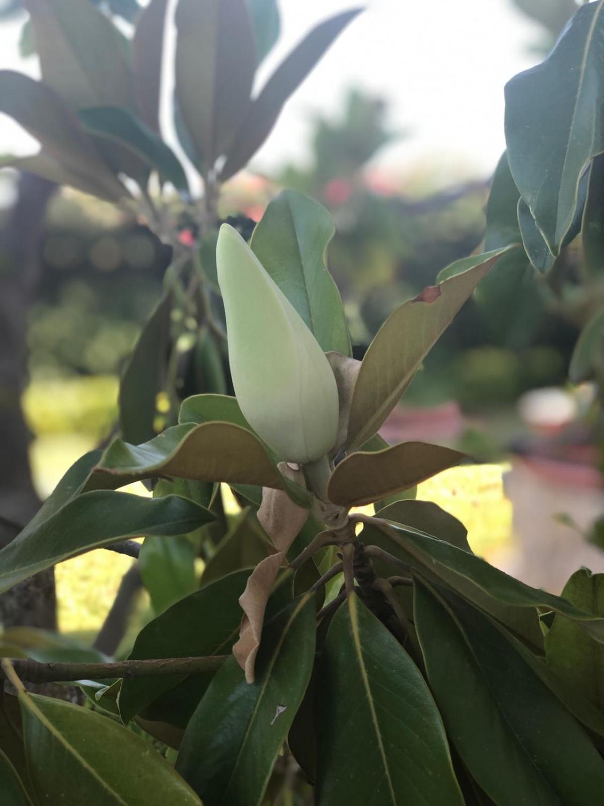 Le Tre Palme Villa Fontane Bianche Buitenkant foto